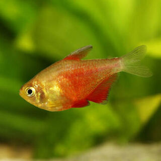 Flame Tetras
