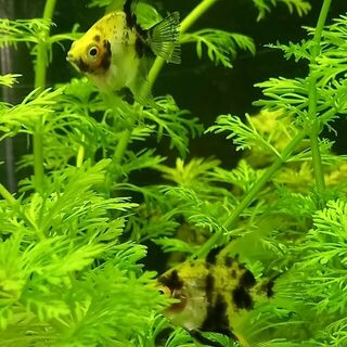 Angel Fish