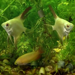 Bulgarian Angel Fish