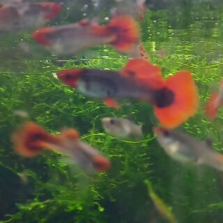 Dark Koi Guppy Male