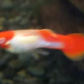 Albino Koi Guppy Males