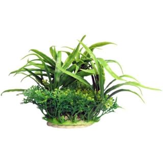 Ecoscape Small Green Crinum