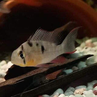 Bolivian Ram