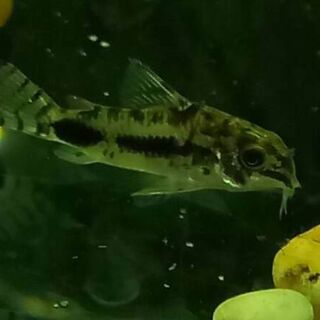 Salt and Pepper Corys
