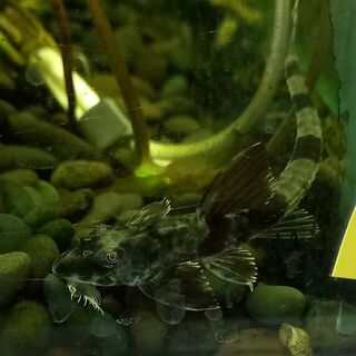 Panda Whiptails
