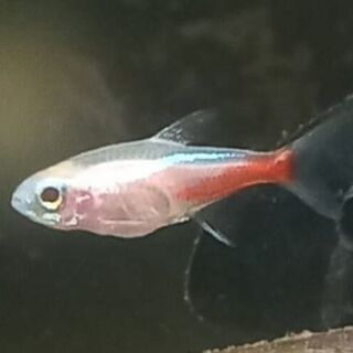 Albino Neon Tetras