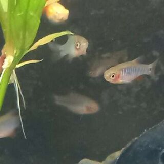 Emerald Dwarf Rasbora