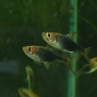 Purple Harlequin Rasbora