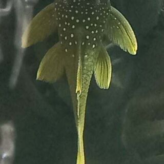 Green Phantom Plecos