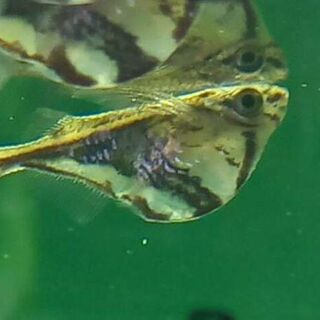Marbled Hatchetfish