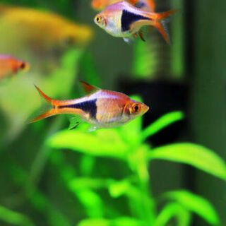 Espei Harlequin Rasbora