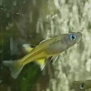 Pacific Blue Eye Rainbow