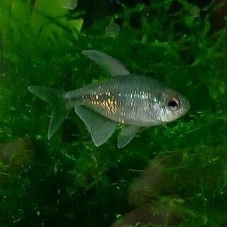 Diamond Tetra