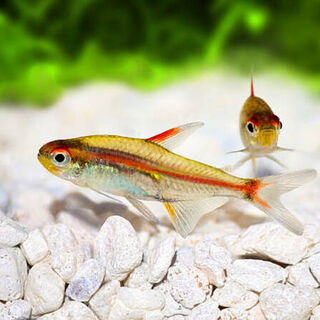 Glowlight Tetra