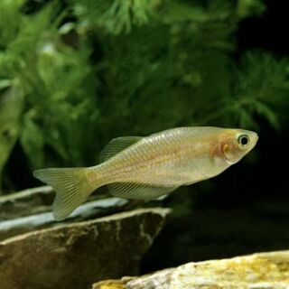Pearl Danio