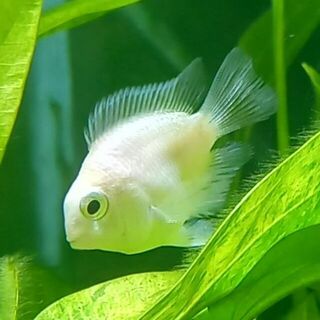 Platinum Parrot