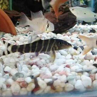 Bengal Loach