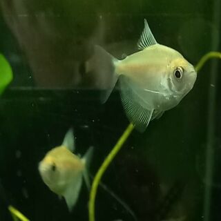 Gold Widow Tetra