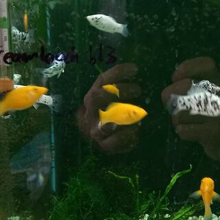 Yellow Molly