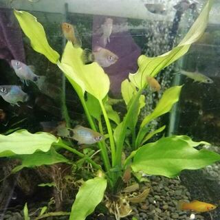 Assorted Platy