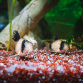 Panda Corys