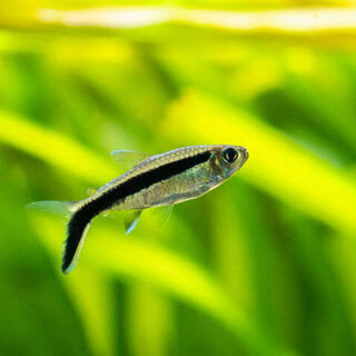 Penguin Tetra