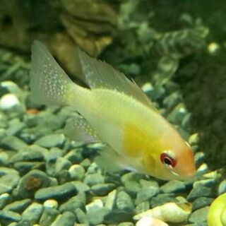 Gold Ram