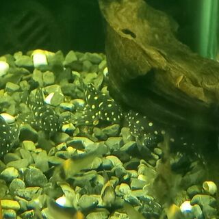 Orinoco Angel Pleco