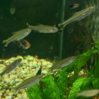 Scissor Tail Rasbora