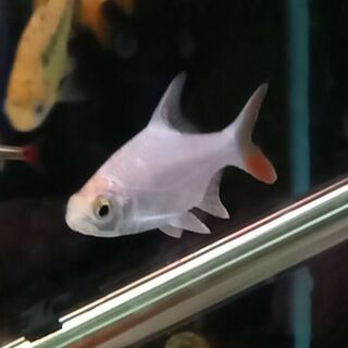 Albino Tinfoil Barb