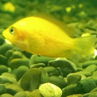 Red Chromide Cichlid