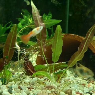 Crypt Wendtii