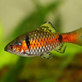 Odessa Barb
