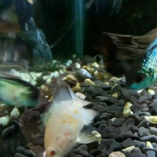 Albino Tiger Oscar