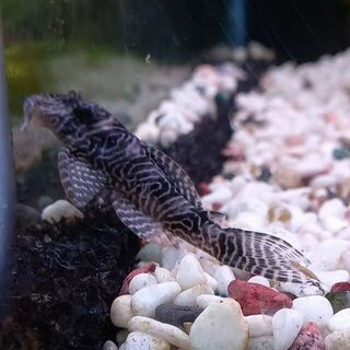 Queen Arabesque Pleco