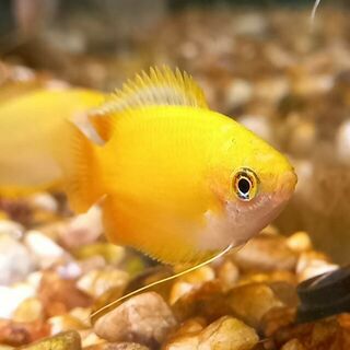 Gold Honey Gourami