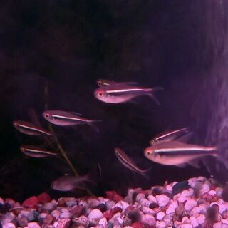 Black Neon Tetras