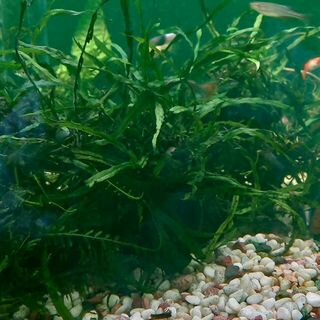 Java Fern Needle Leaf
