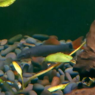 Rainbow Shark