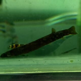 Black Kuhli Loach
