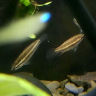 Licorice Gourami