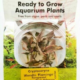 Tissue Culture - Cryptocoryne 'Pink Flamingo'