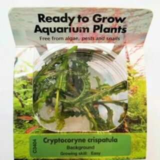Tissue Culture - Cryptocoryne Crispatula
