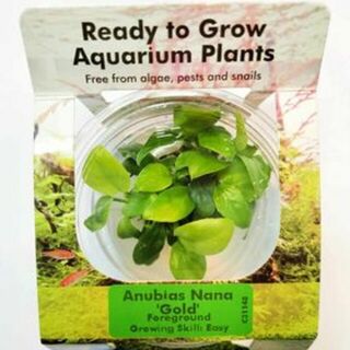 Tissue Culture - Anubias Nana ‘Golden’