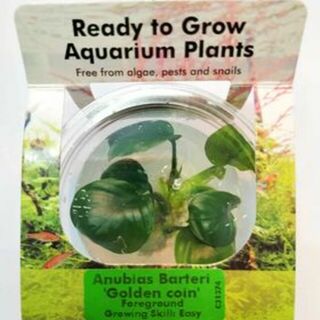 Tissue Culture - Anubias Barteri ‘Golden Coin’