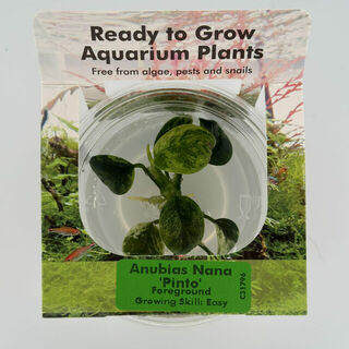 Tissue Culture - Anubias Nana Pinto