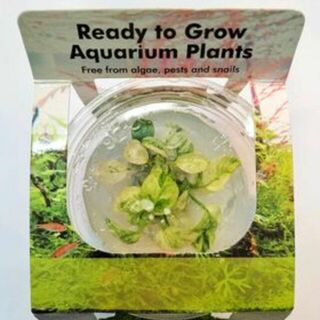 Tissue Culture - Anubias Nana Petite ‘Snow White’