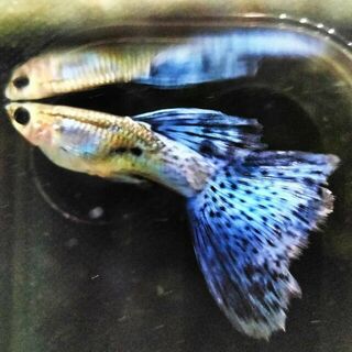 Blue Grass Guppy Male