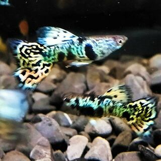 Yellow Tiger King Cobra Guppy Male