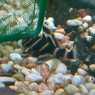 Flash Pleco